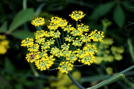 Flower herb plant