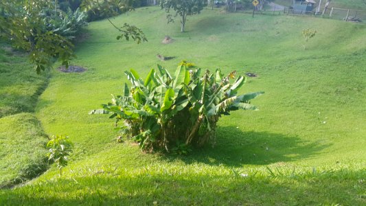 Grupo de Bananeiras 1