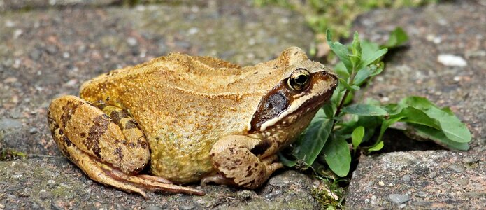 Amphibians pond inhabitants weed