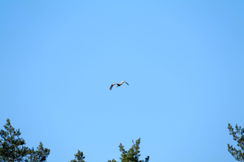 Grus grus flying Spandauer Forst 2020-04-14 02