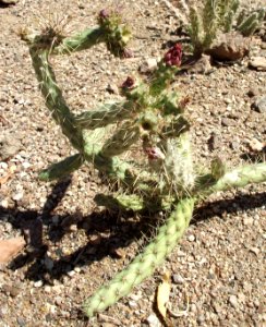 Grusonia marenae