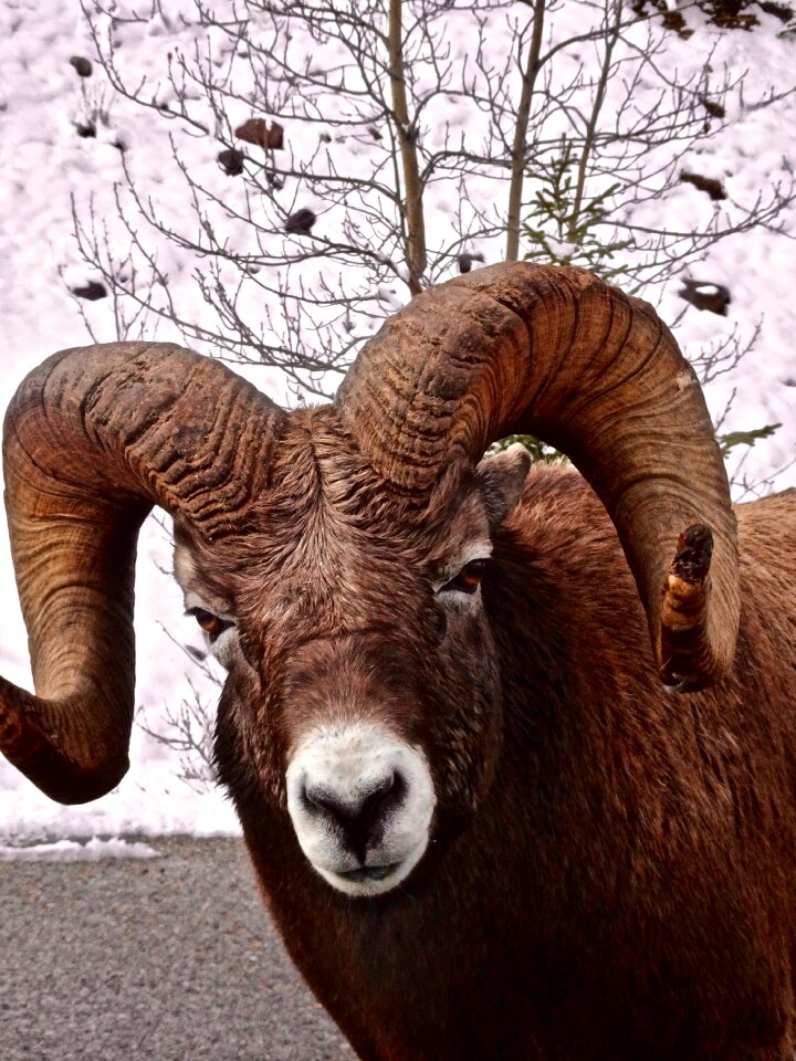 Mountain horned head