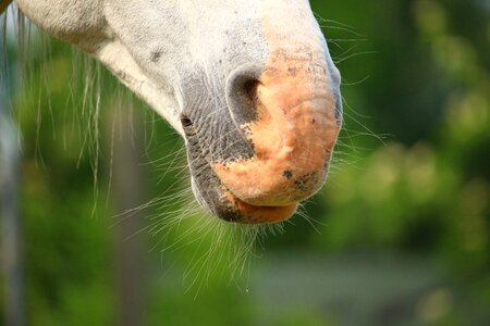 Horses mouth thoroughbred arabian horse head