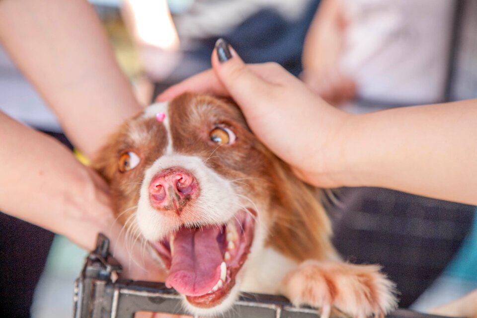 Animal responsibility rescue