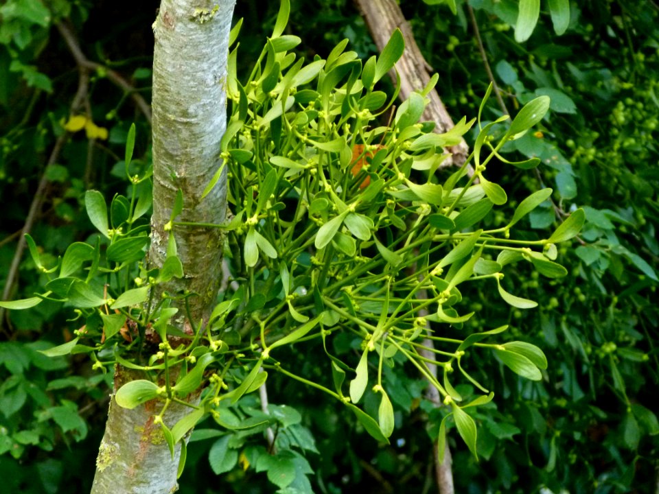 Gui sur un arbre 2