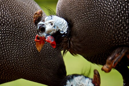 Animal nature original fowl