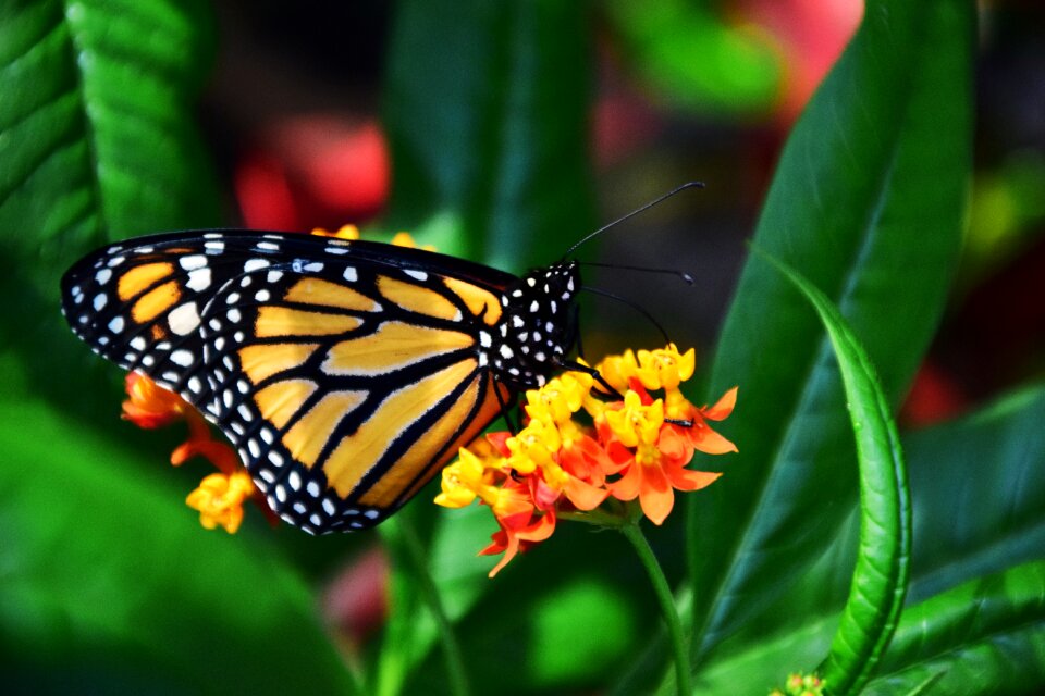 Insect wing tropical