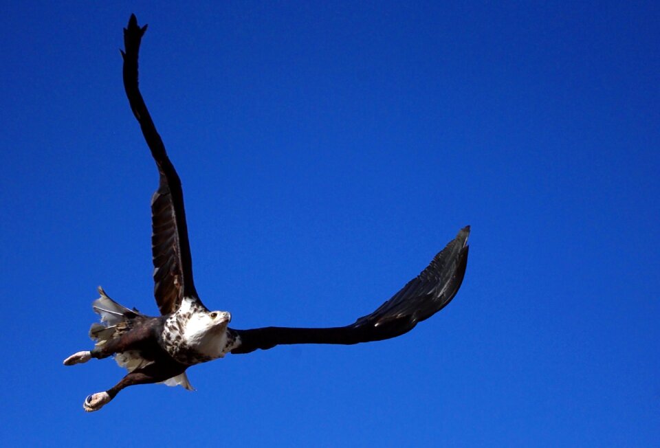 Animal bird of prey raptor