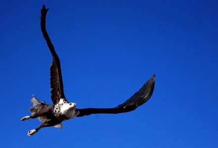 Animal bird of prey raptor