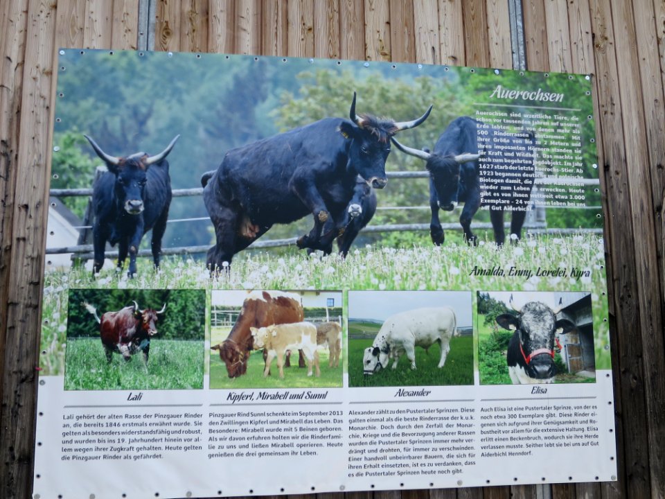 Gut Aiderbichl Iffeldorf 45