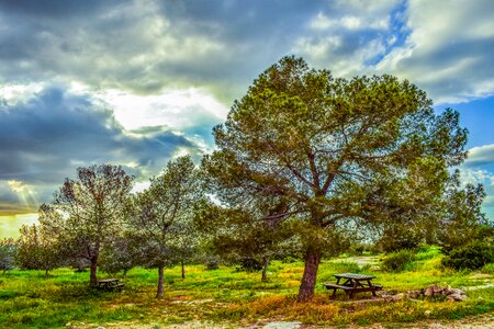 Forest landscape coppice photo