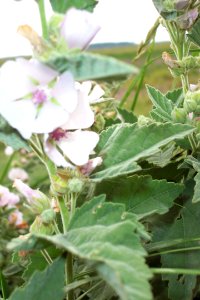 Guimauve officinale(0)aa