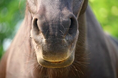 Horses mouth thoroughbred arabian horse head photo