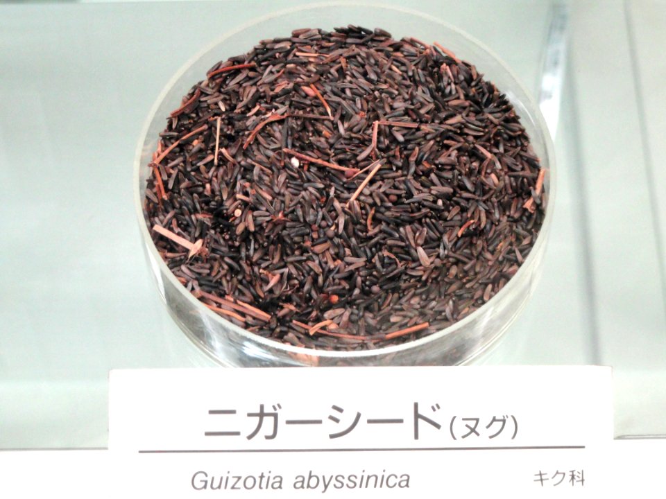 Guizotia abyssinica - Osaka Museum of Natural History - DSC07851