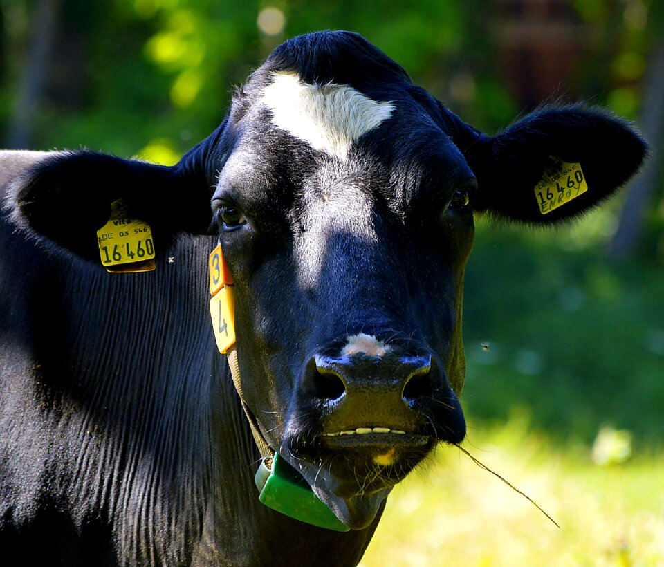 Agriculture cattle cows