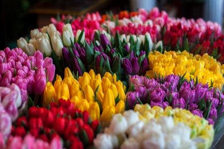 Tulips decoration color