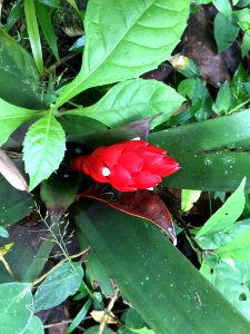 Guzmania desautelsii 58495704