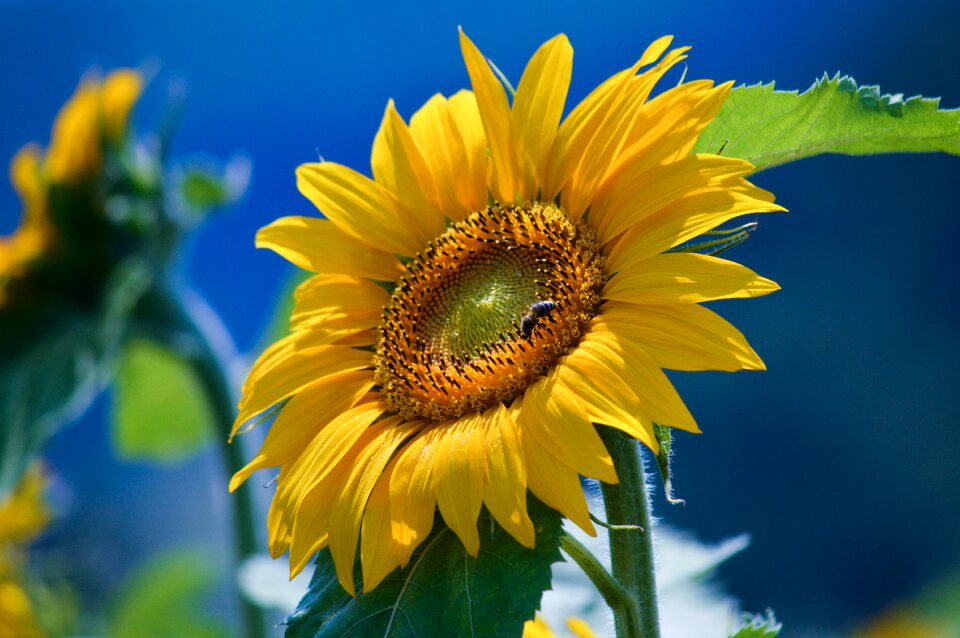 Yellow garden agriculture