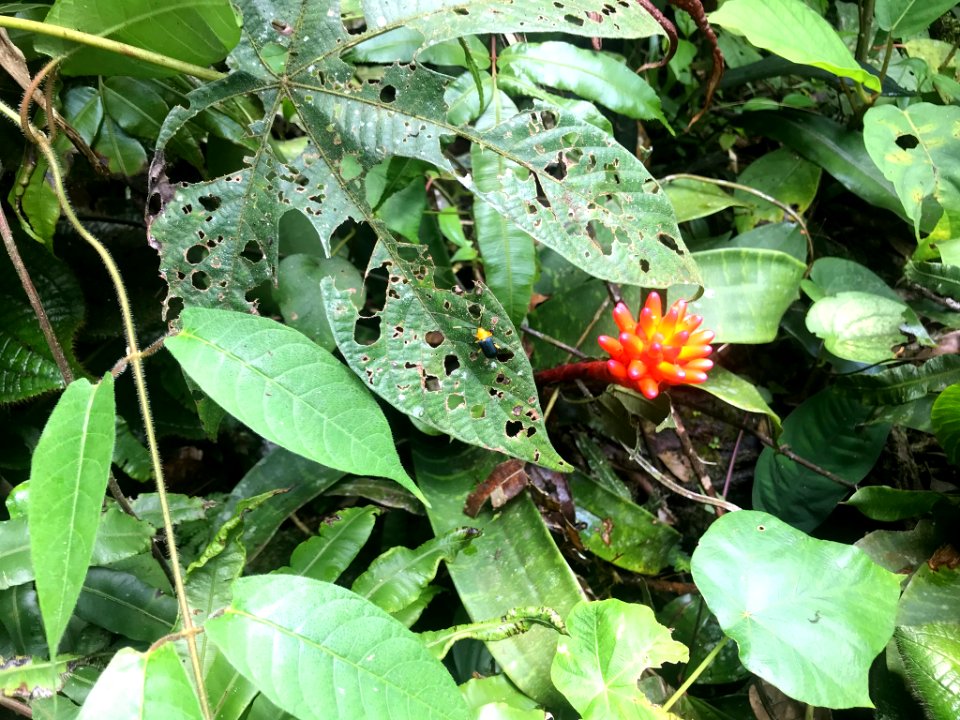 Guzmania musaica 29847687