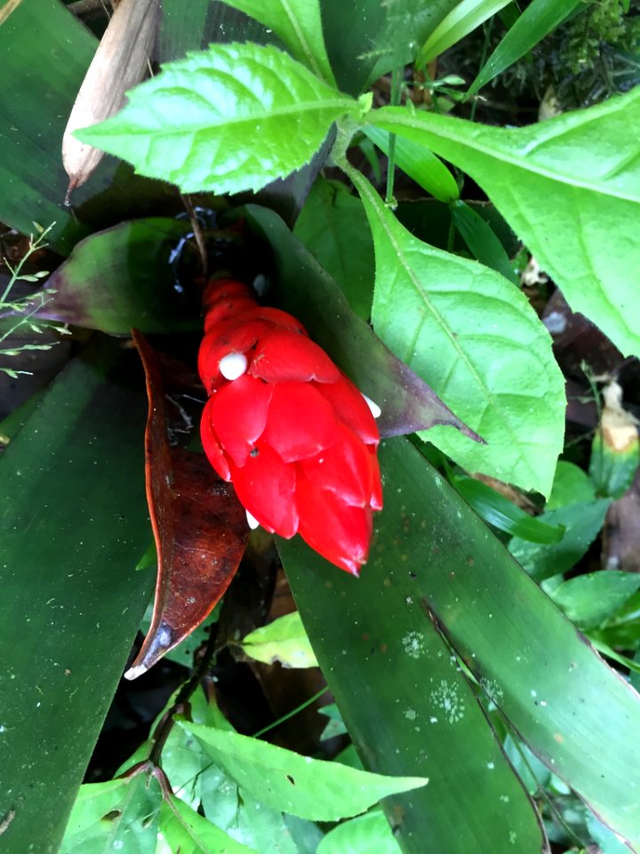 Guzmania desautelsii 58495718