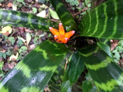 Guzmania musaica 30074420