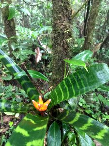 Guzmania musaica 30066400