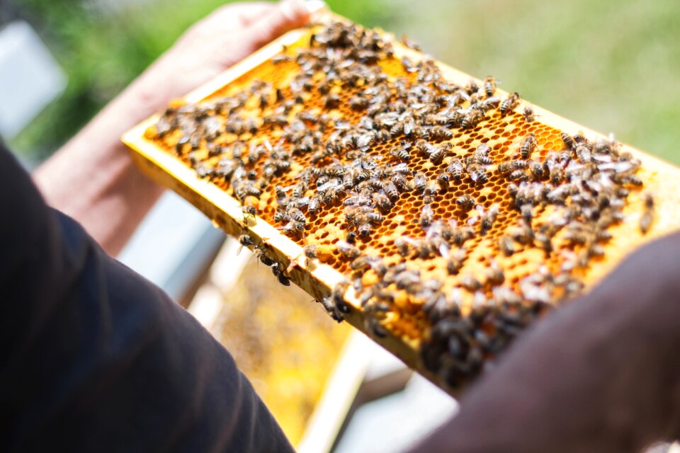 Honeycomb beekeeping honey bees