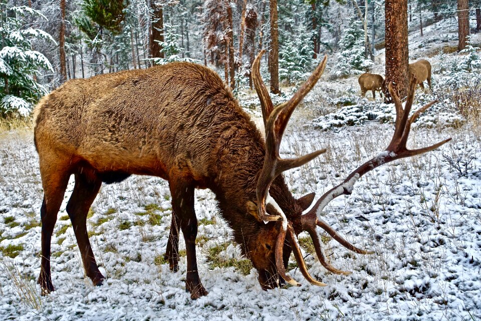 Calling wildlife canada