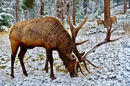 Calling wildlife canada