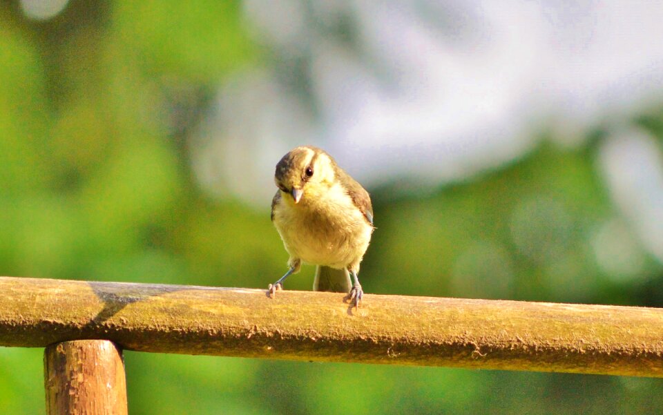 Young tit animal nature