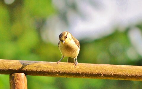 Young tit animal nature photo