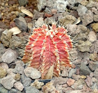 Gymnocalycium mihanovichii - Orto botanico - Rome, Italy - DSC00081