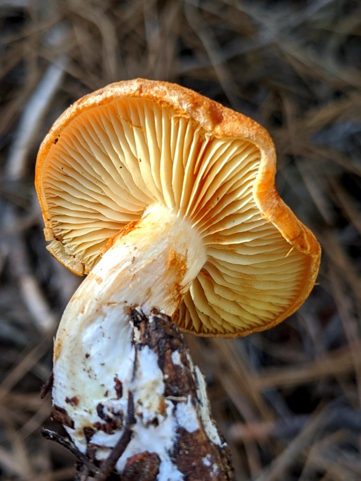 Gymnopilus sapineus 60978722