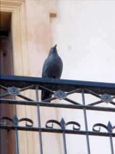 Guecho, Algorta 16