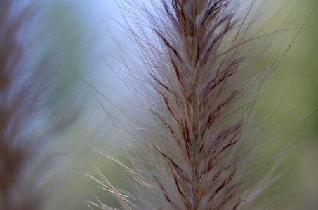 Plant meadow blades of grass