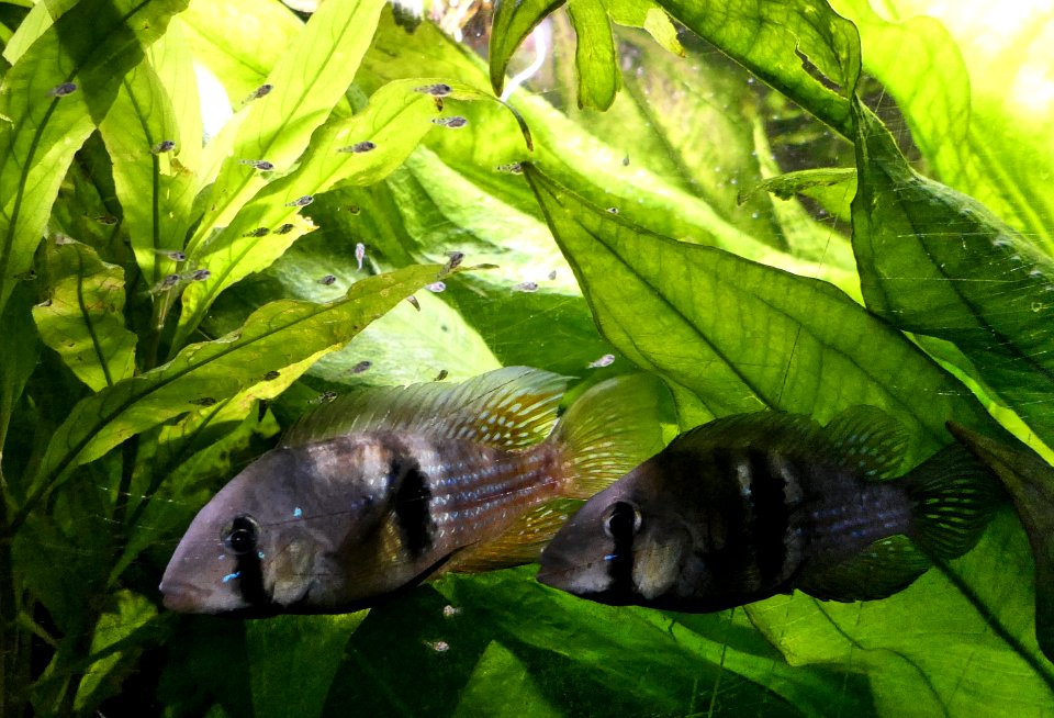 Gymnogeophagus rhabdotus, pair & offspring