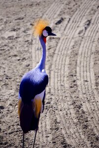 Crane bird golden