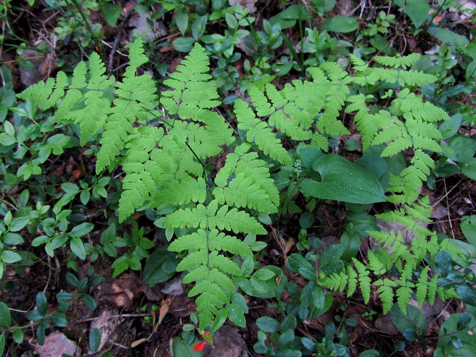 Gymnocarpium dryopteris Kemi, Finland 02.06.2013
