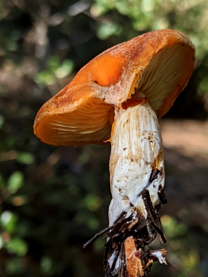 Gymnopilus sapineus 60978713