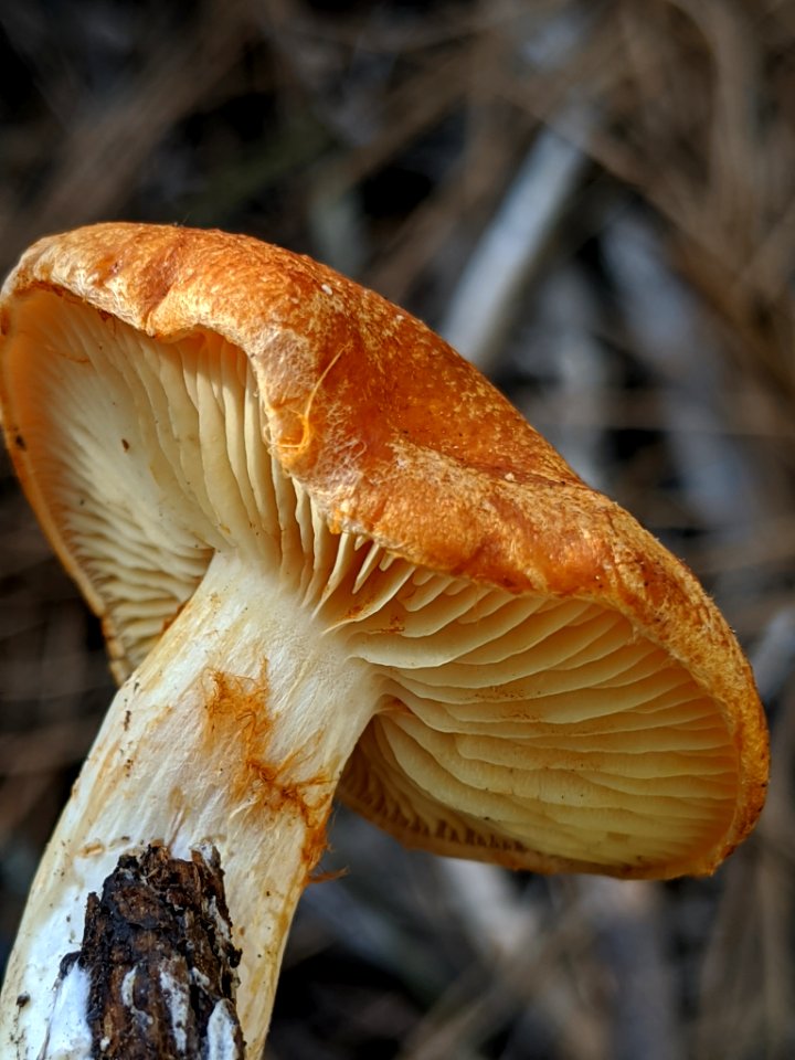 Gymnopilus sapineus 60978717