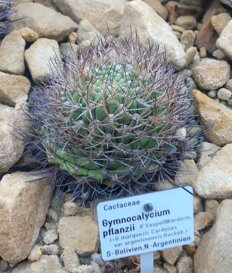 Gymnocalycium pflanzii - Botanischer Garten, Dresden, Germany - DSC08839