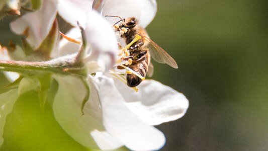 Spring nectar pollination