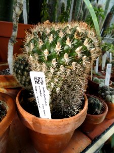 Gymnocalycium pflanzii - Lyman Plant House, Smith College - DSC04324
