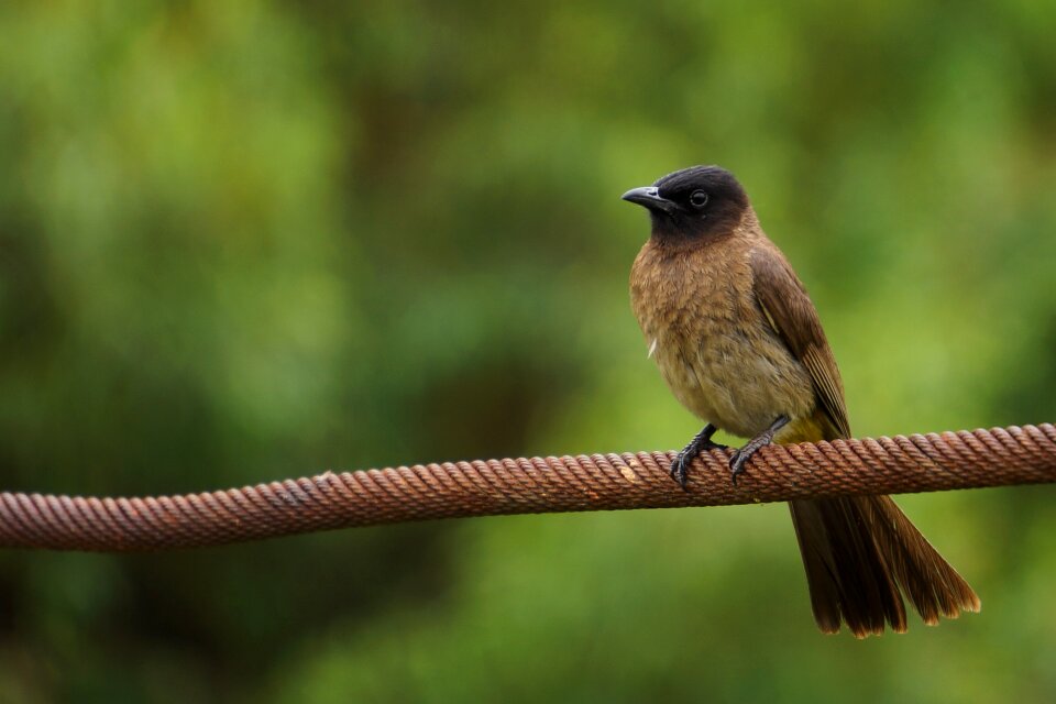 Bird nature animal