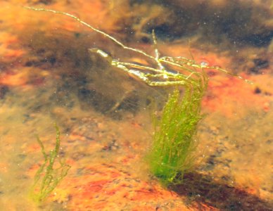 Gutweed at low tide in Brofjorden 5
