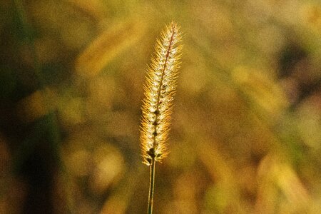 Green grass filigree