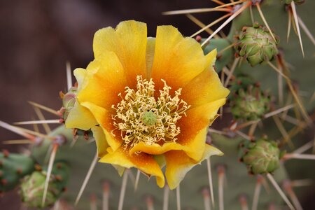 Flower opuntia thorn