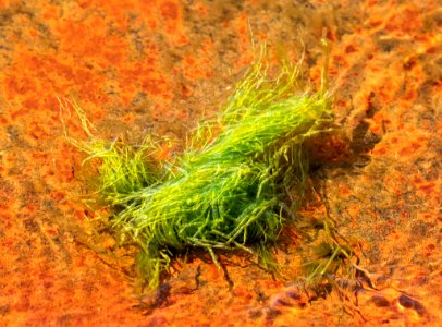Gutweed at low tide in Brofjorden 7