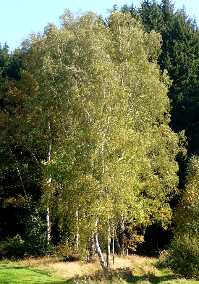 Hänge-Birken Bärnzell