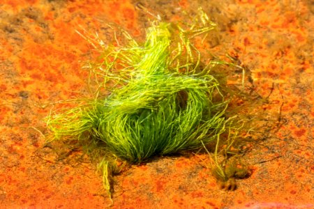Gutweed at low tide in Brofjorden 9